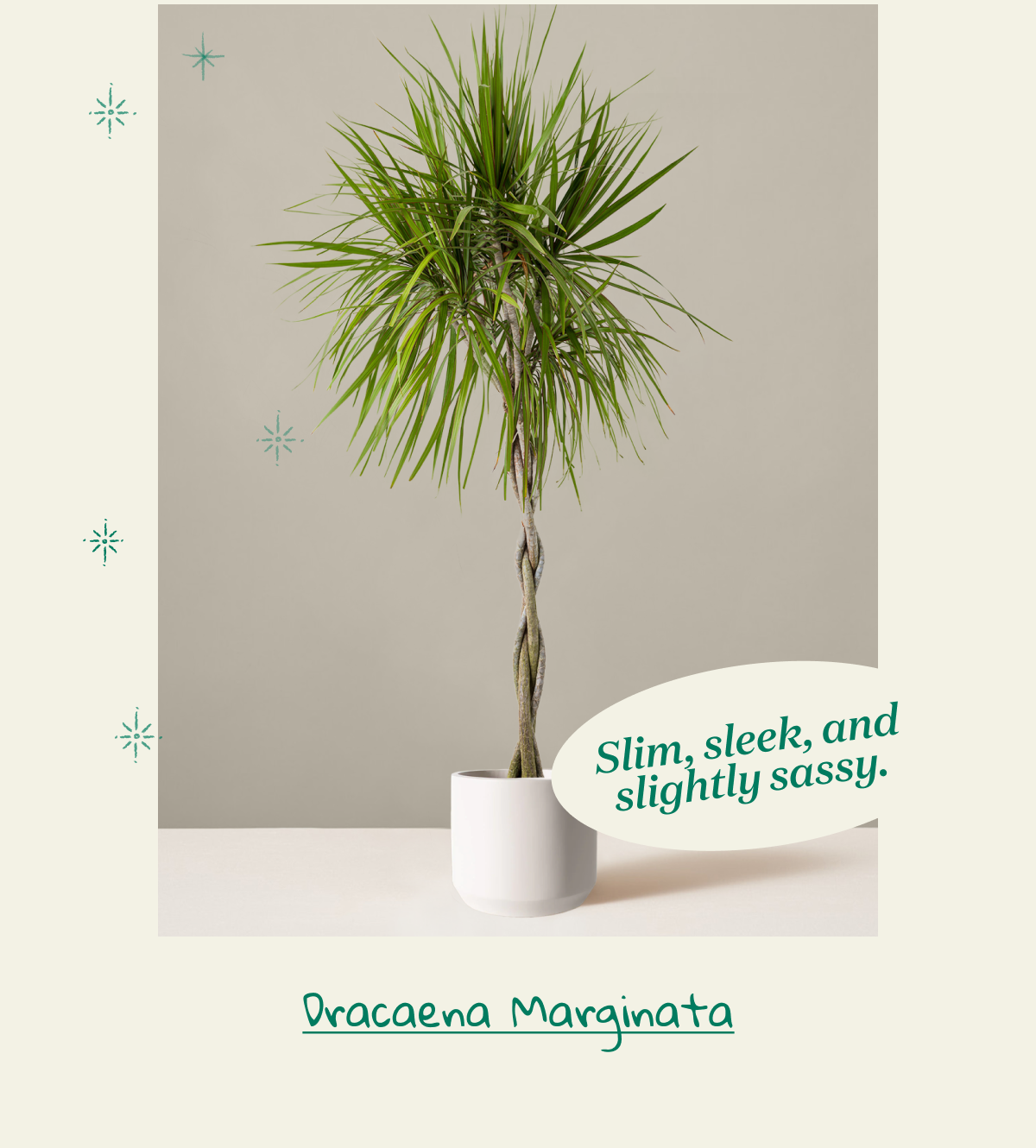 Shop Dracaena Marginata
