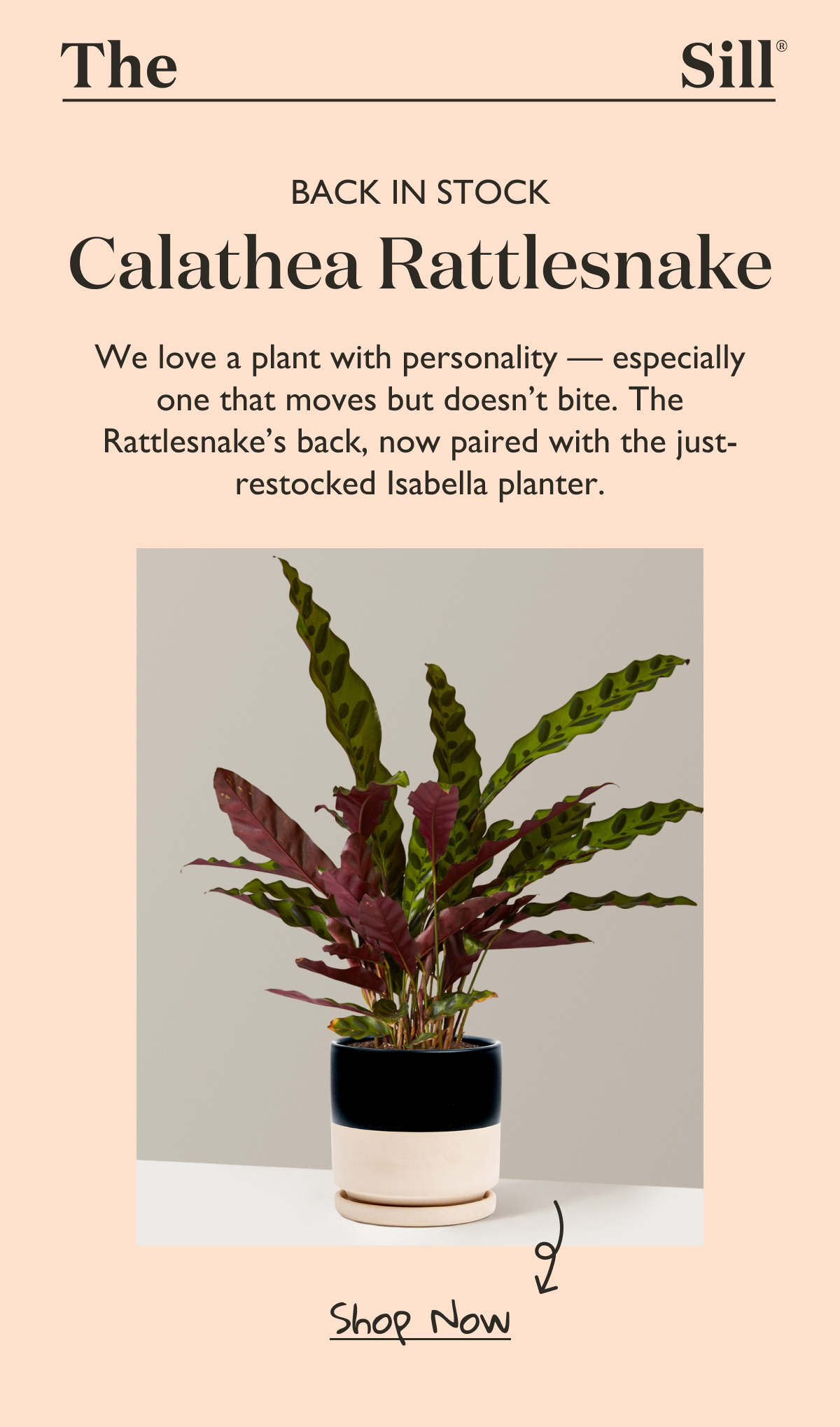 Back In Stock: Calathea Rattlesnake - Shop Now