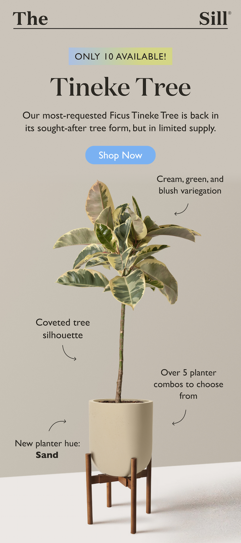 Our most-requested Ficus Tineke Tree is back in its sought-after tree form, but in limited supply.