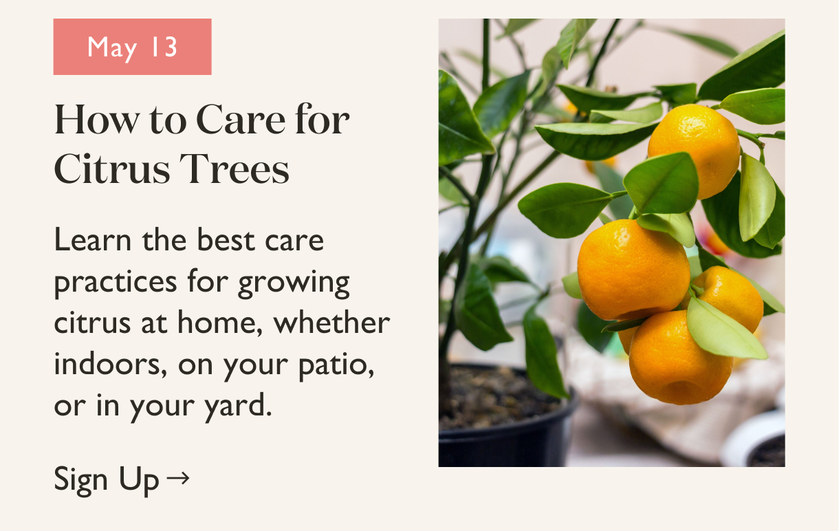 How to Care for Citrus Trees Workshop: Learn the best care practices for growing citrus at home, whether indoors, on your patio, or in your yard. 