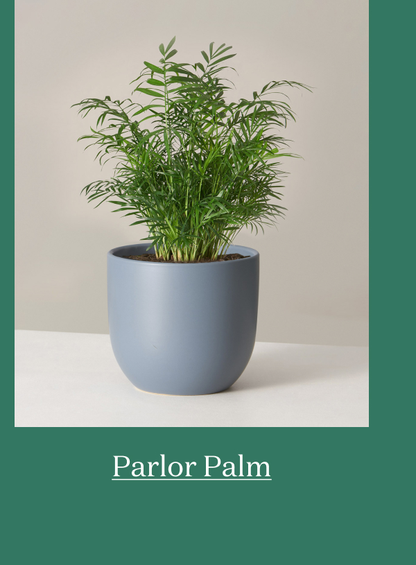 Parlor Palm