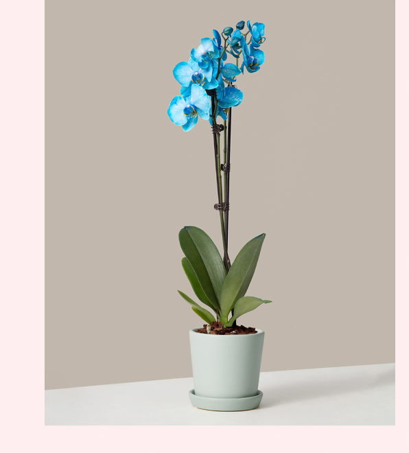 Watercolor Blue Orchid