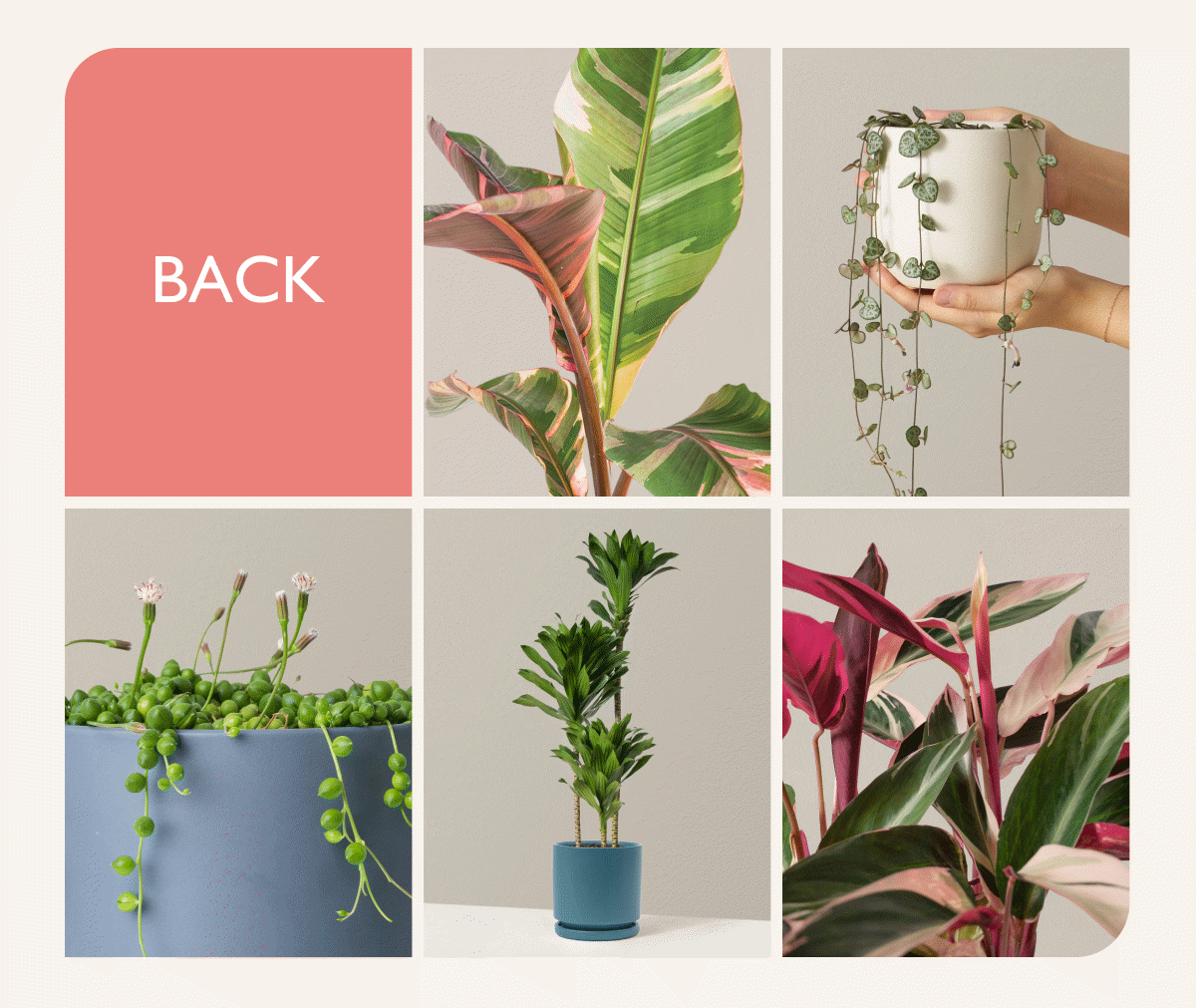 Shop Ficus Tree, String of Pearls, Variegated Pink Banana Tree, String of Hearts