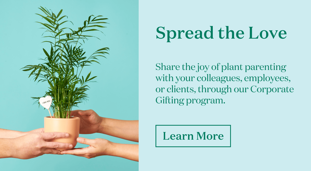 Share the joy of plant parenting with your colleagues, employees, or clients, through our Corporate Gifting program.