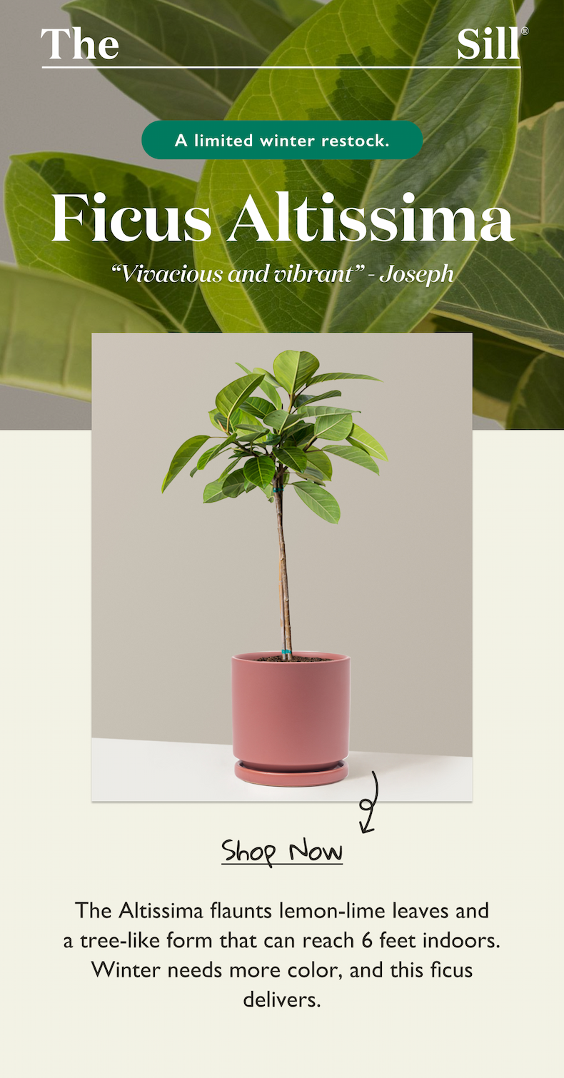 The Ficus Altissima is back in stock. It flaunts lemon-lime leaves and a tree-like form that can reach 6 feet indoors.