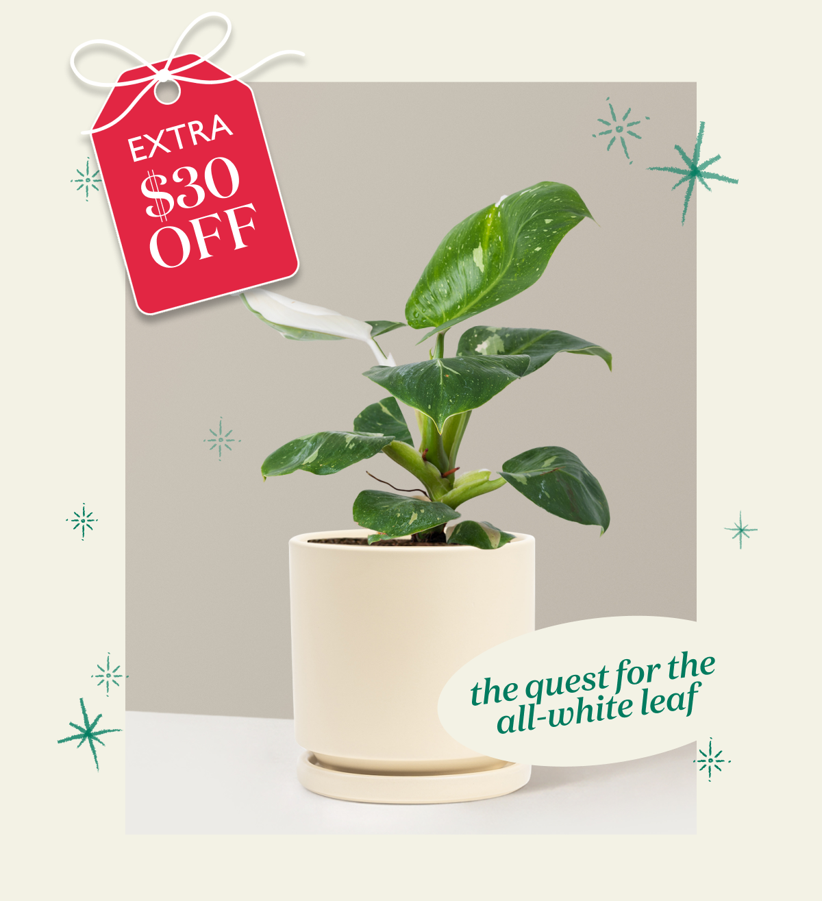 Philodendron White Knight