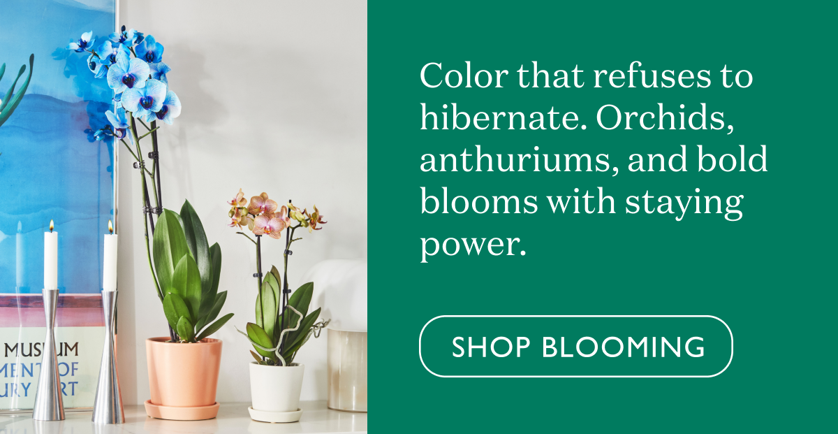 Color that refuses to hibernate. Orchids, anthuriums, and bold blooms with staying power.