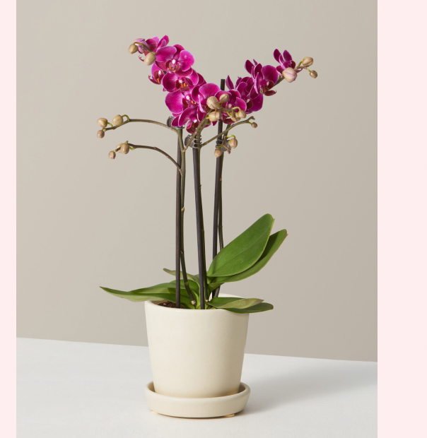 Petite Pink Orchid