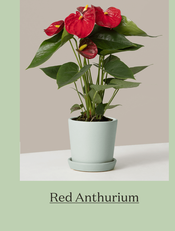 Red Anthurium