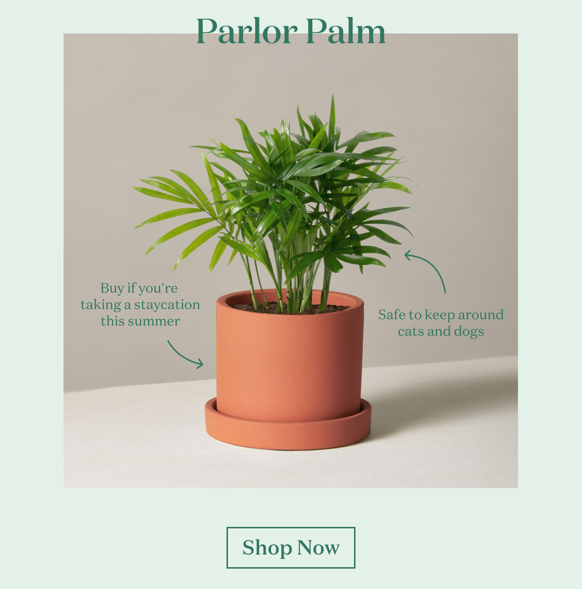 Parlor Palm