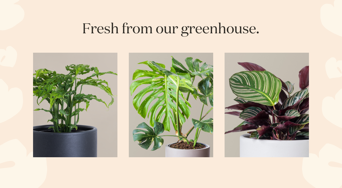 Fresh from our greenhouse. Shop new indoor arrivals. 