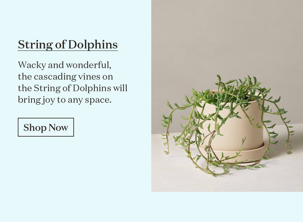 String of Dolphins