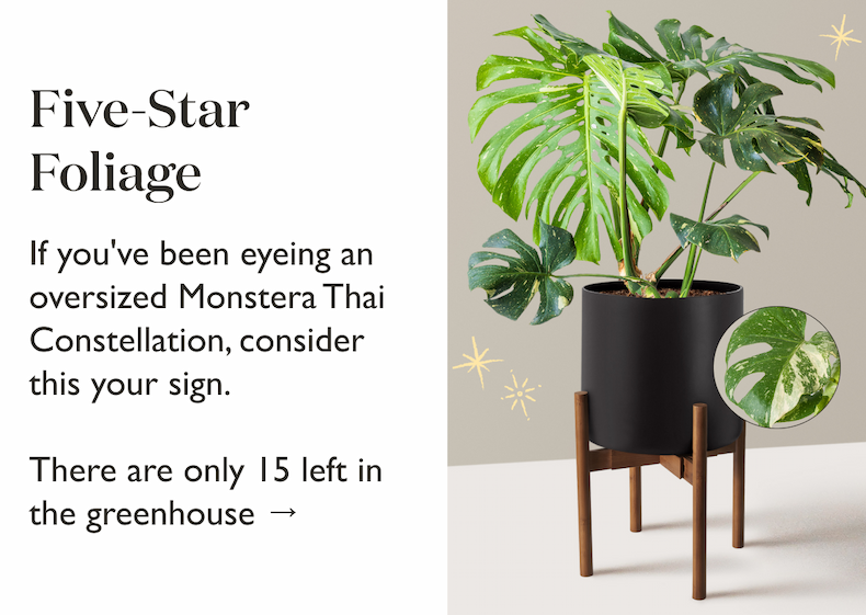 Monstera Thai Constellation