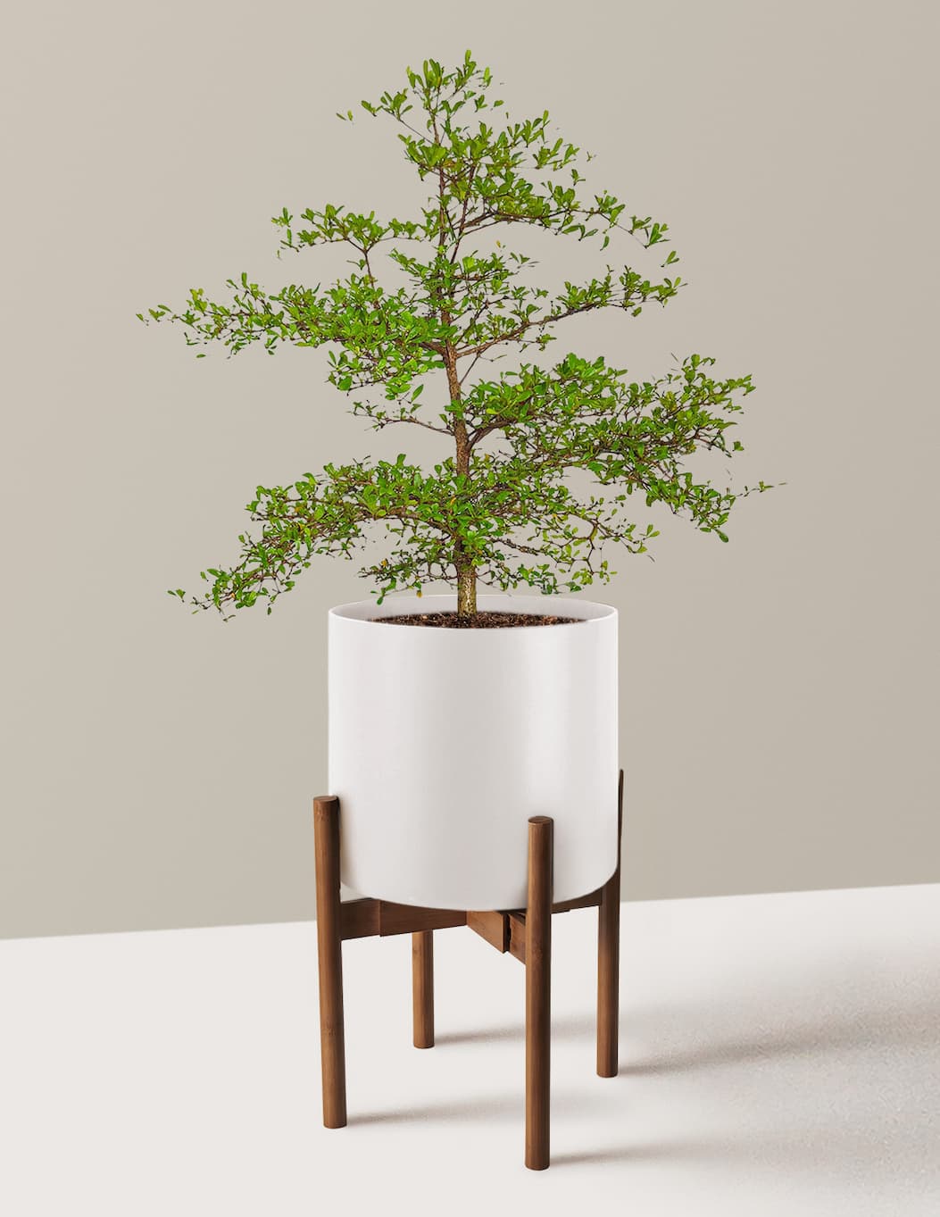 Shady Lady Black Olive Tree