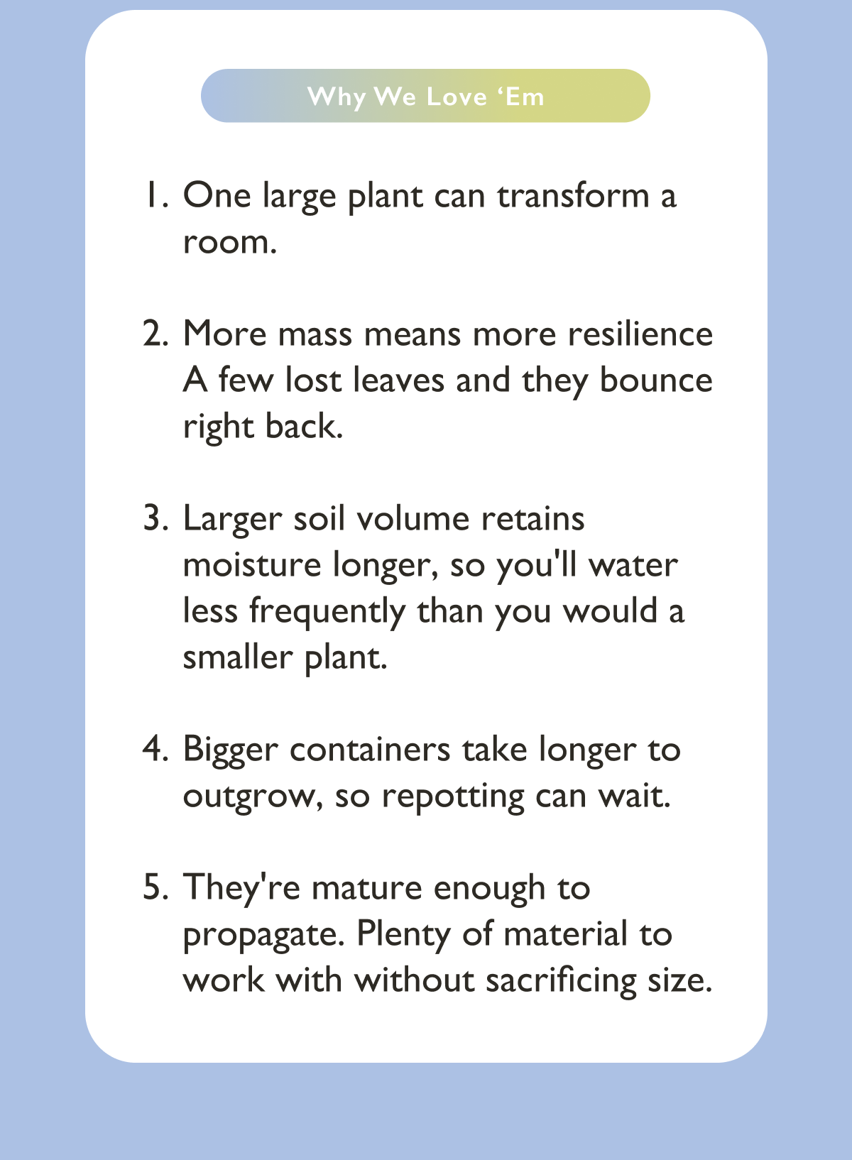 Why we love Large Plants. 