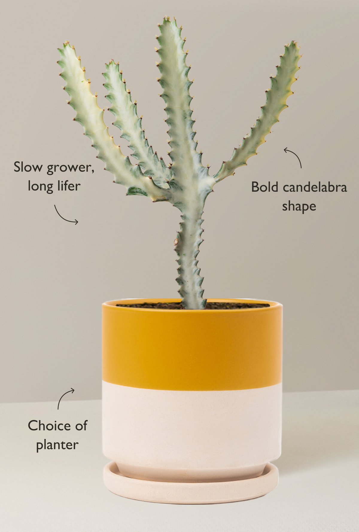 Pictured: Ghost Cactus and Isabella Planter