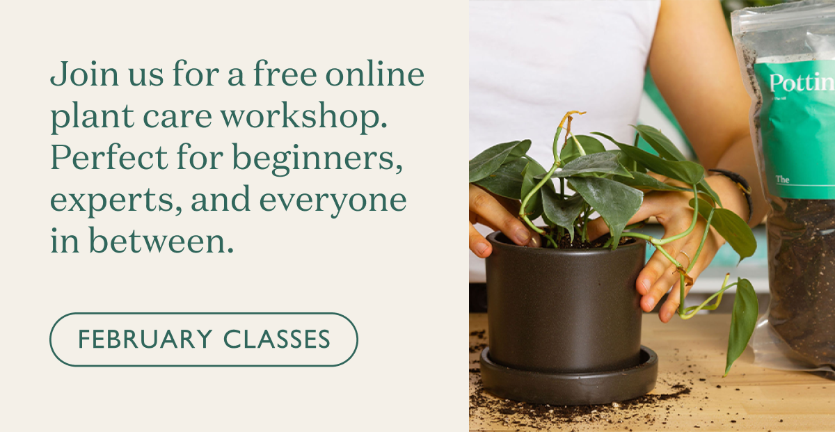 Join us for an online plant care workshop. Suited for beginners, experts, and everyone in between.