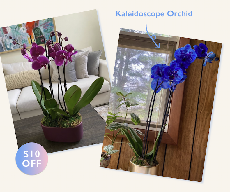 Kaleidoscope Orchid