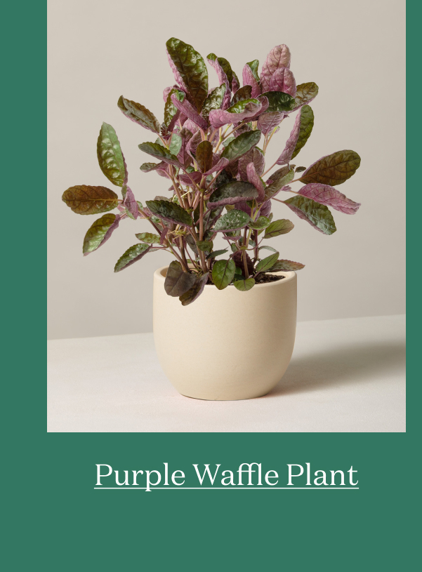 Purple Waffle Plant
