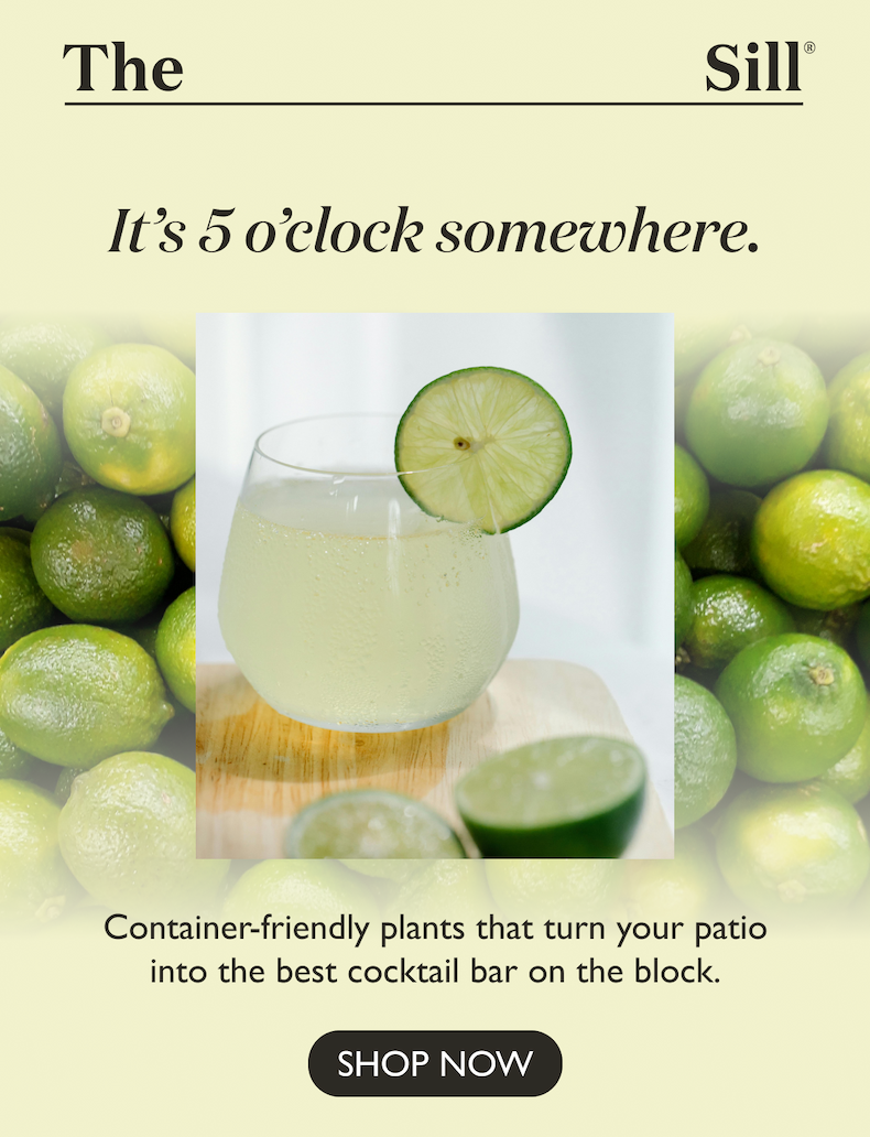 Container-friendly plants that turn your patio into the best cocktail bar on the block.