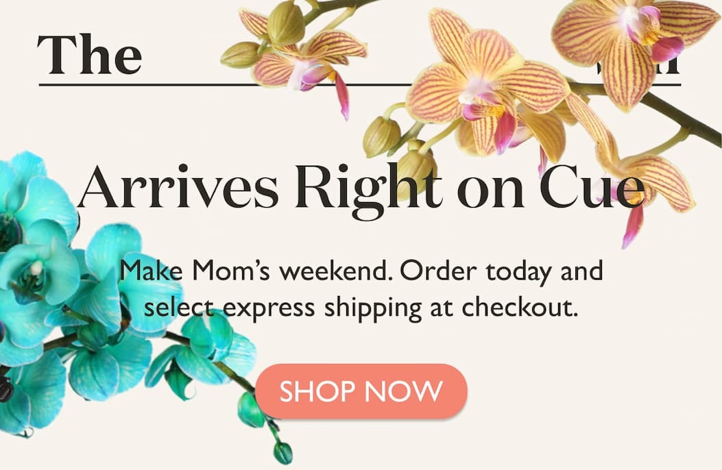 Introducing the Mother's Day Collection