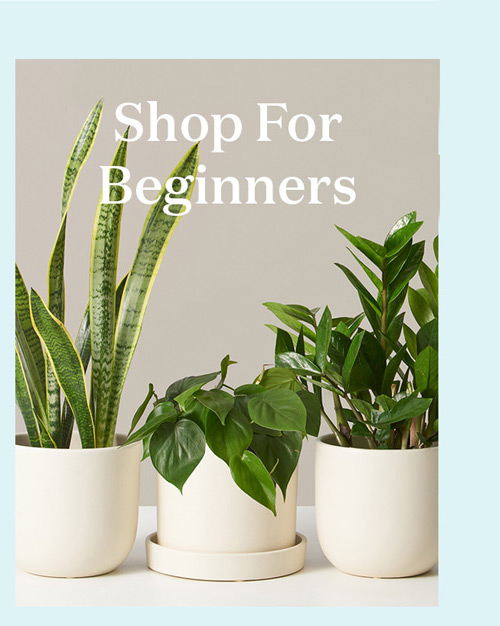 Shop For Beginners