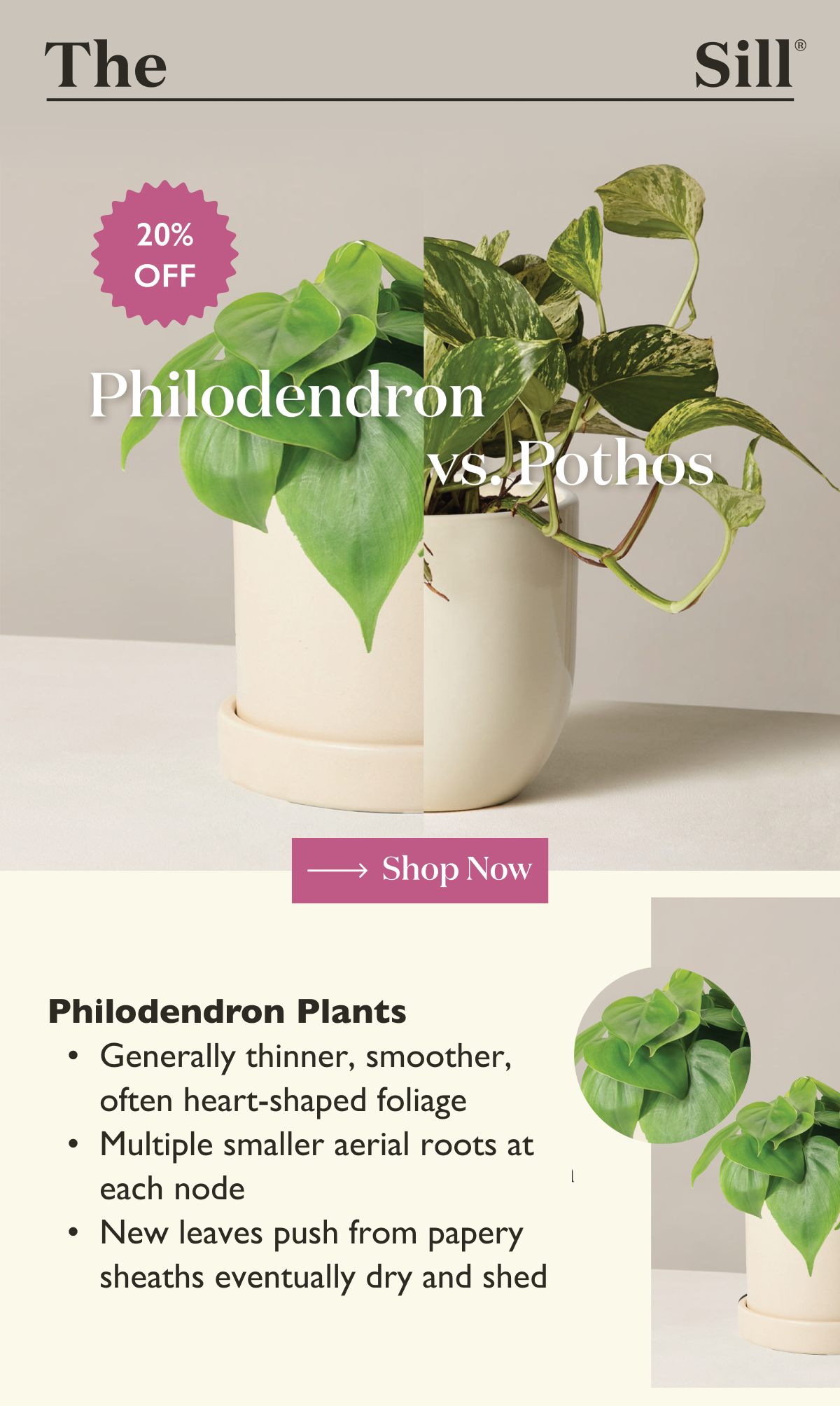 20% off Philodendron and Pothos Plants. Facts about Philodendrons.