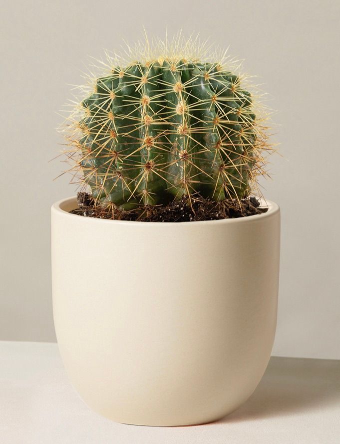 Cactus 101