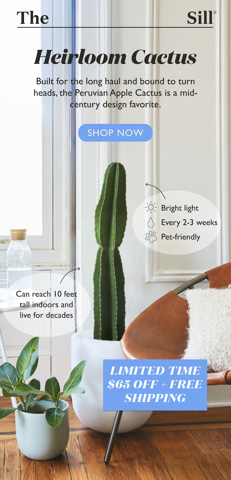 Built for the long haul and bound to turn heads, the Peruvian Apple Cactus is a mid-century design favorite.