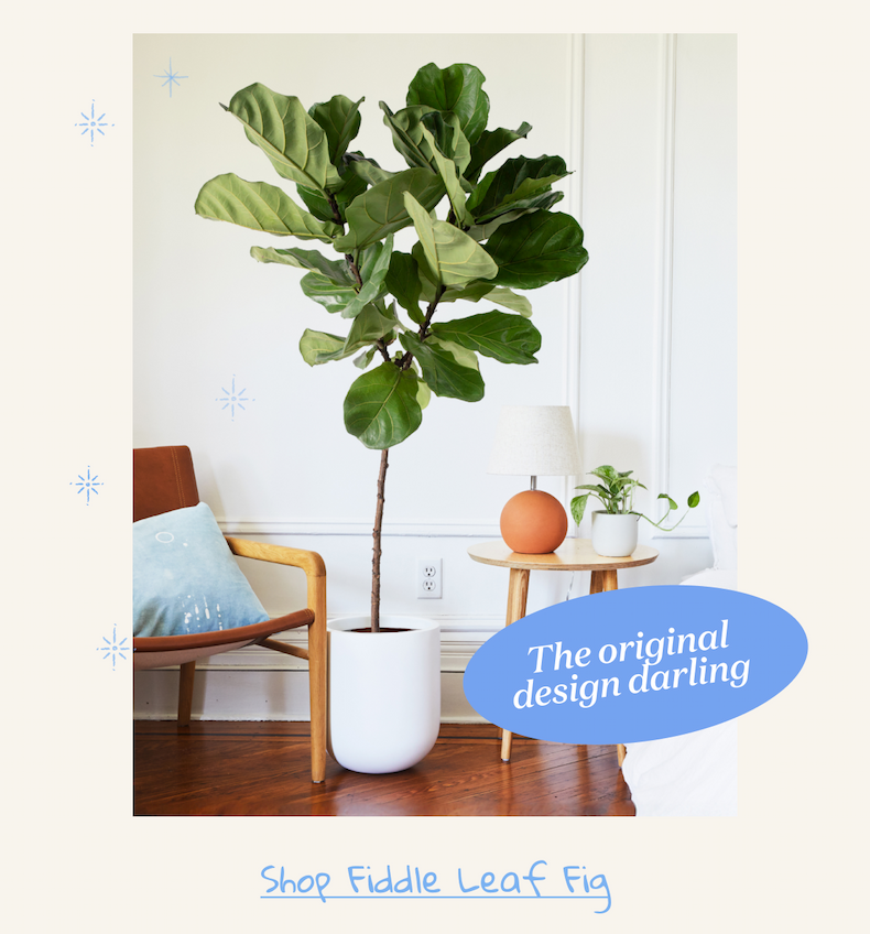 Fiddle Leaf Fig