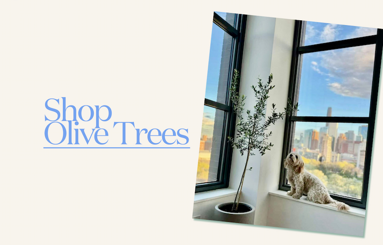 Olive Trees