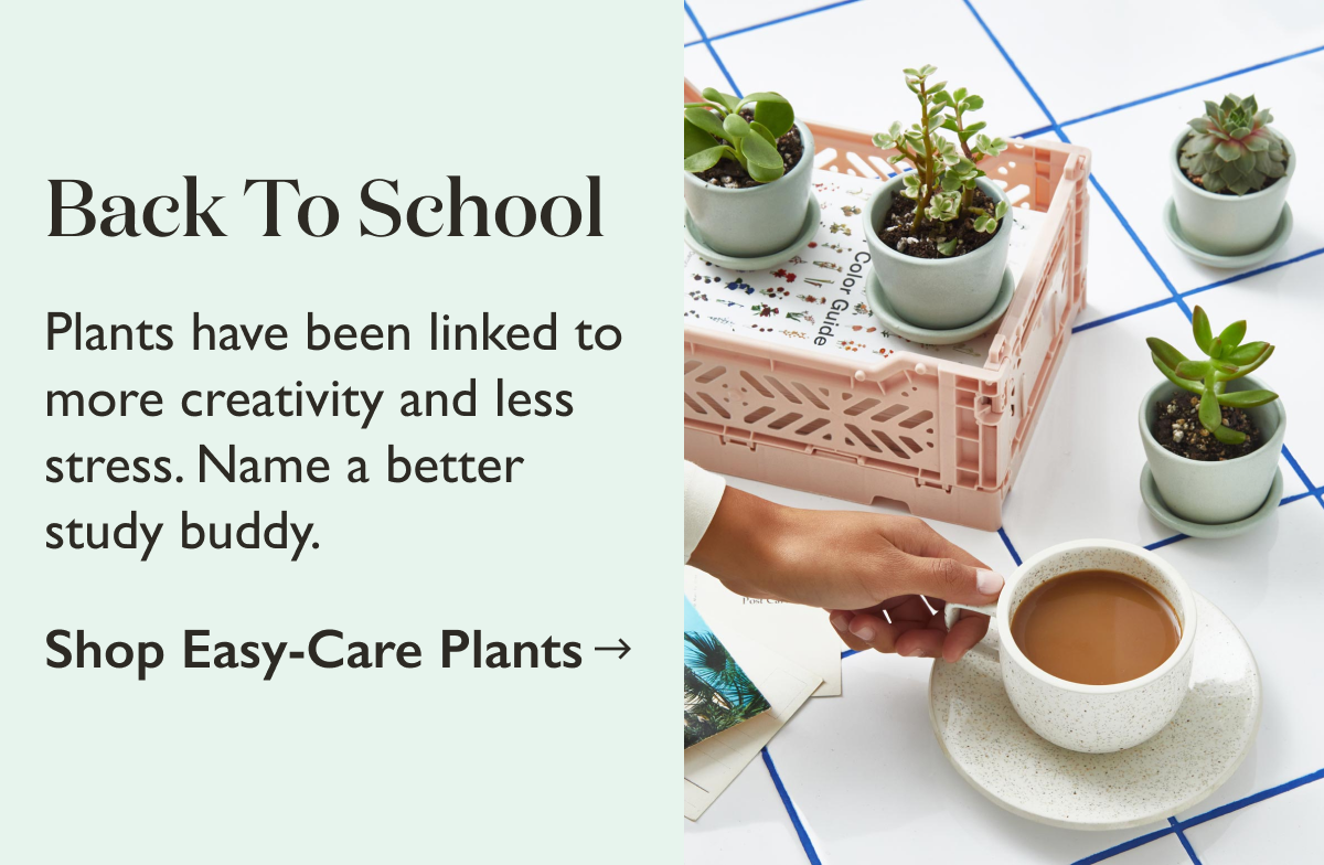 Plants have been linked to more creativity and less stress. Name a better study buddy. Discover easy care plants