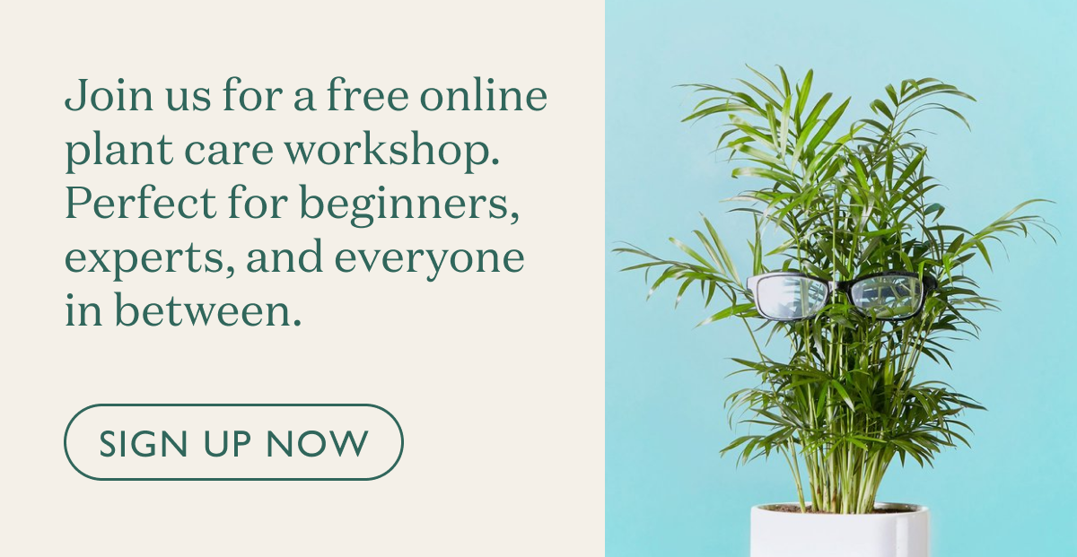 Join us for an online plant care workshop. Suited for beginners, experts, and everyone in between. Sign up.