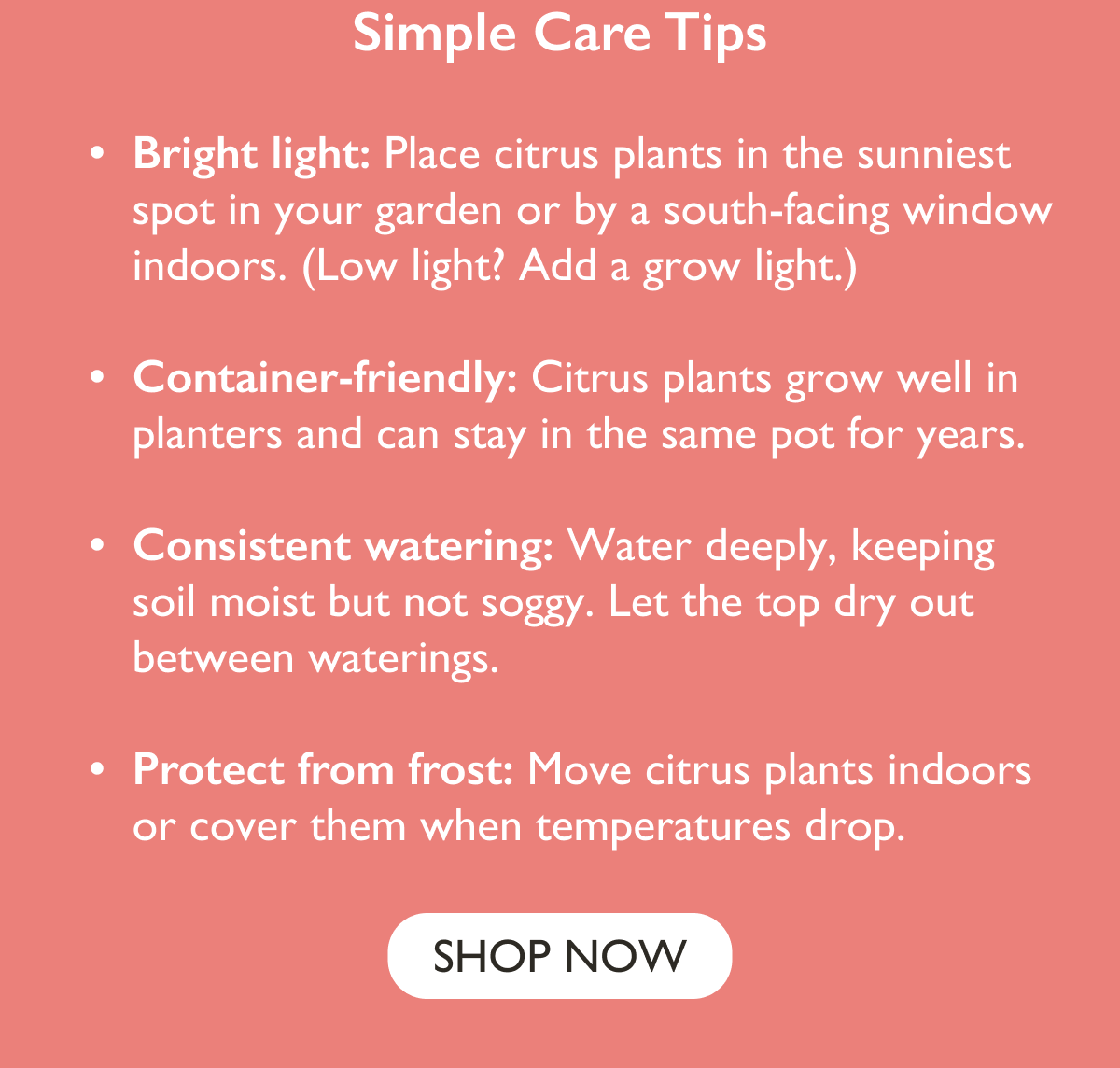 Simple Care Tips: Bright light, container friendly, consistent watering, and frost protection. 