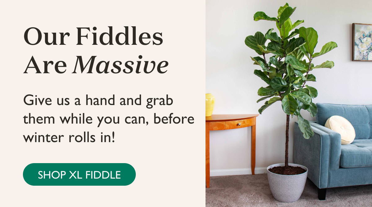 Our Fiddles are massive. Give us a hand and grab one while you can, before winter rolls in. Shop now. 