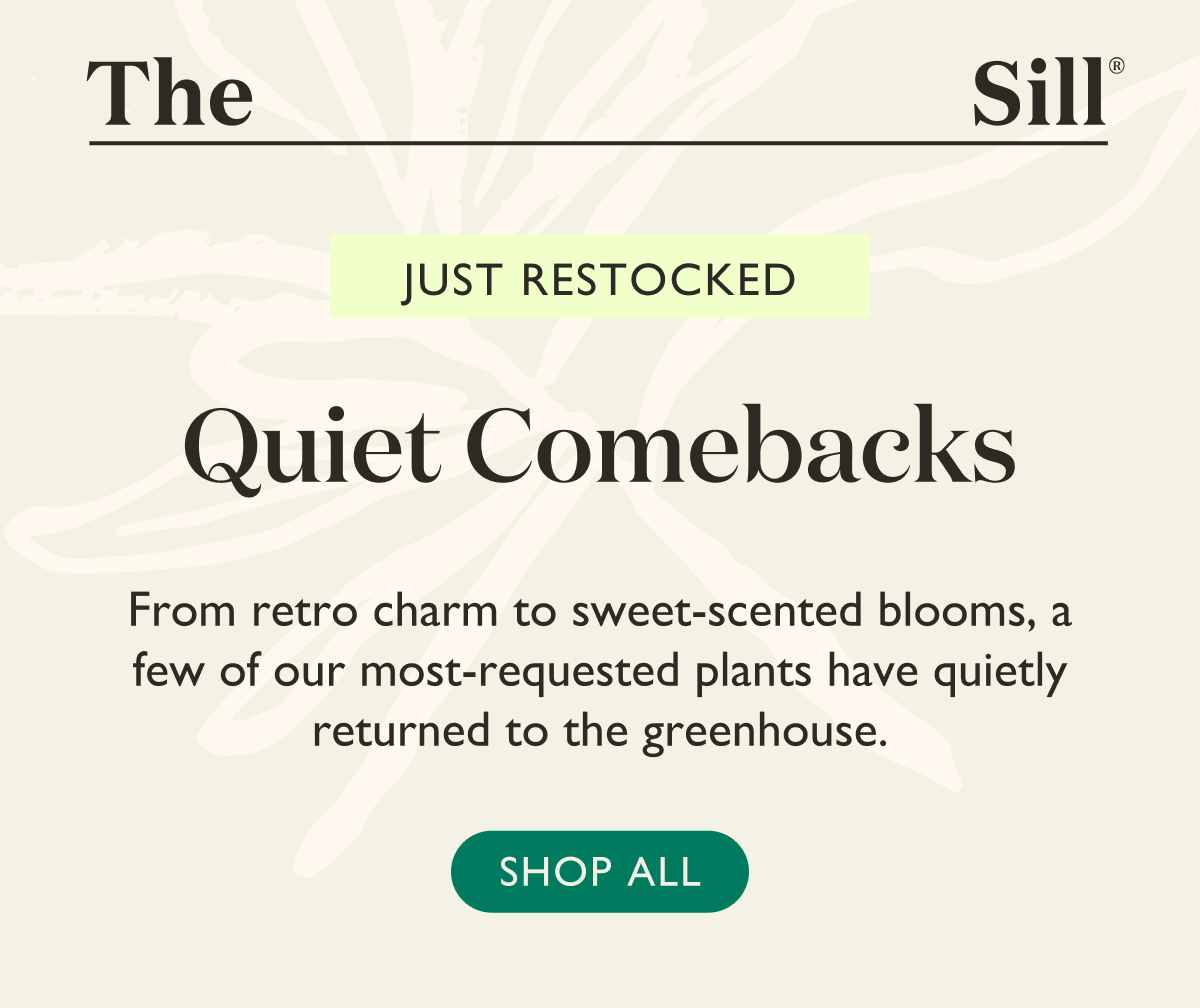 Quiet Comebacks: Shop Back In Stock Houseplants