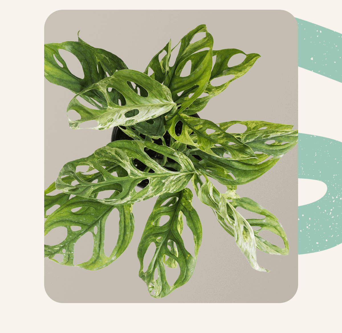 Monstera Adansonii Mint