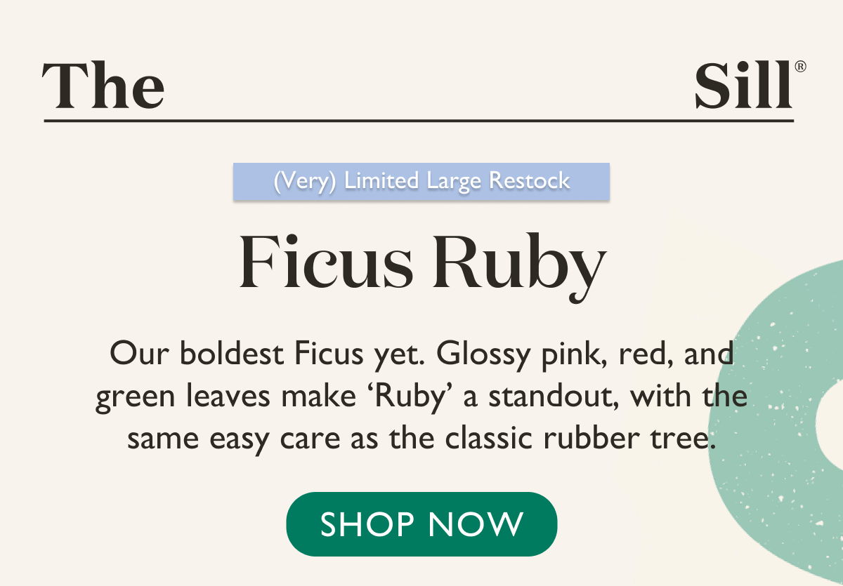 Our boldest Ficus yet is back in stock. Features glossy pink, red, and green variegation. Shop now.  