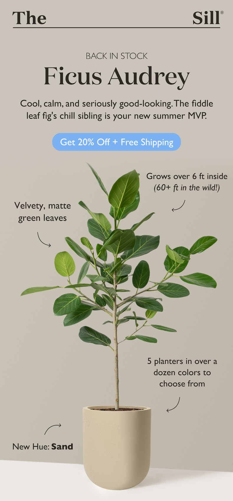 Ficus Audrey Tree: Cool, calm, and seriously good-looking. Now back in stock.