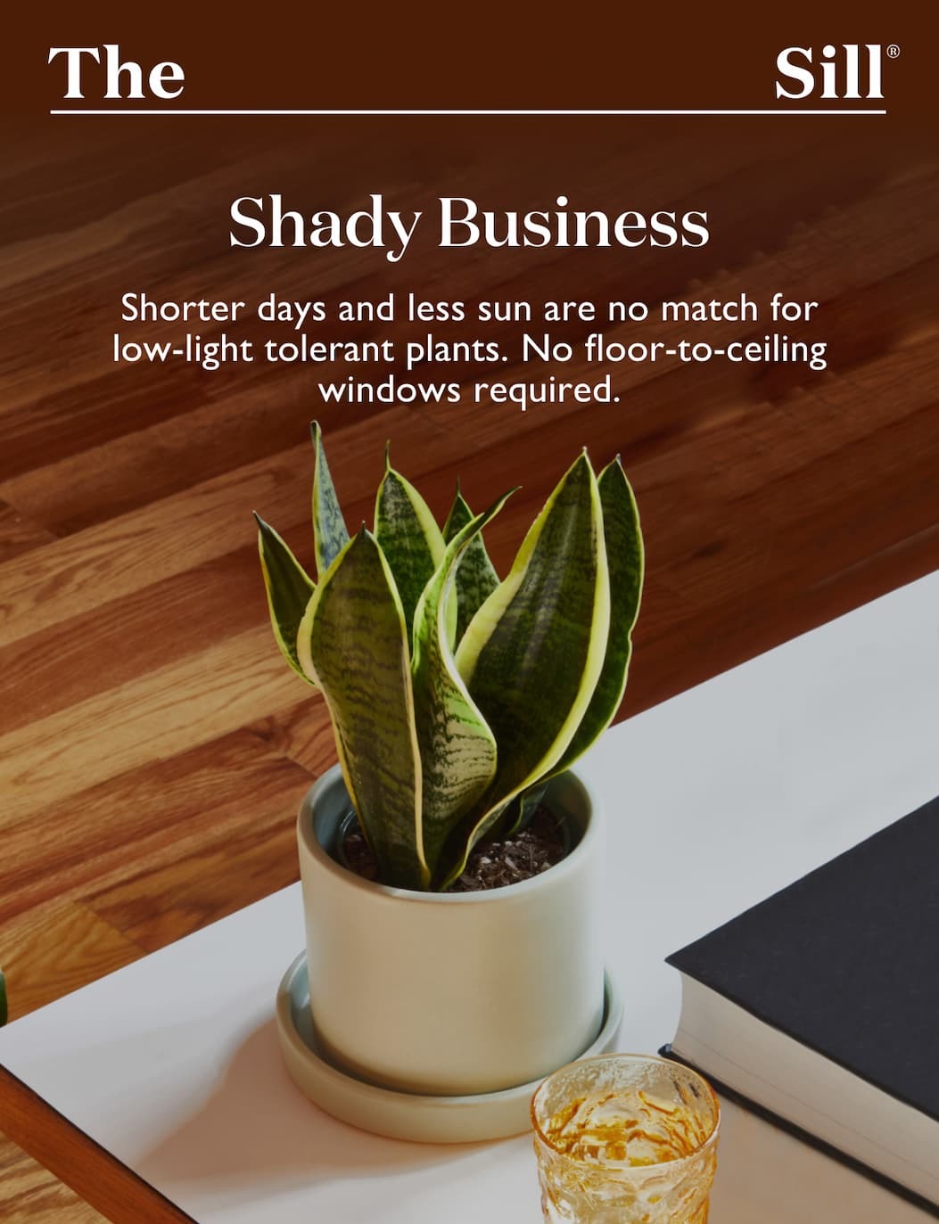 Shorter days and less sun are no match for low-light tolerant plants. No floor-to-ceiling windows required. Shop now.