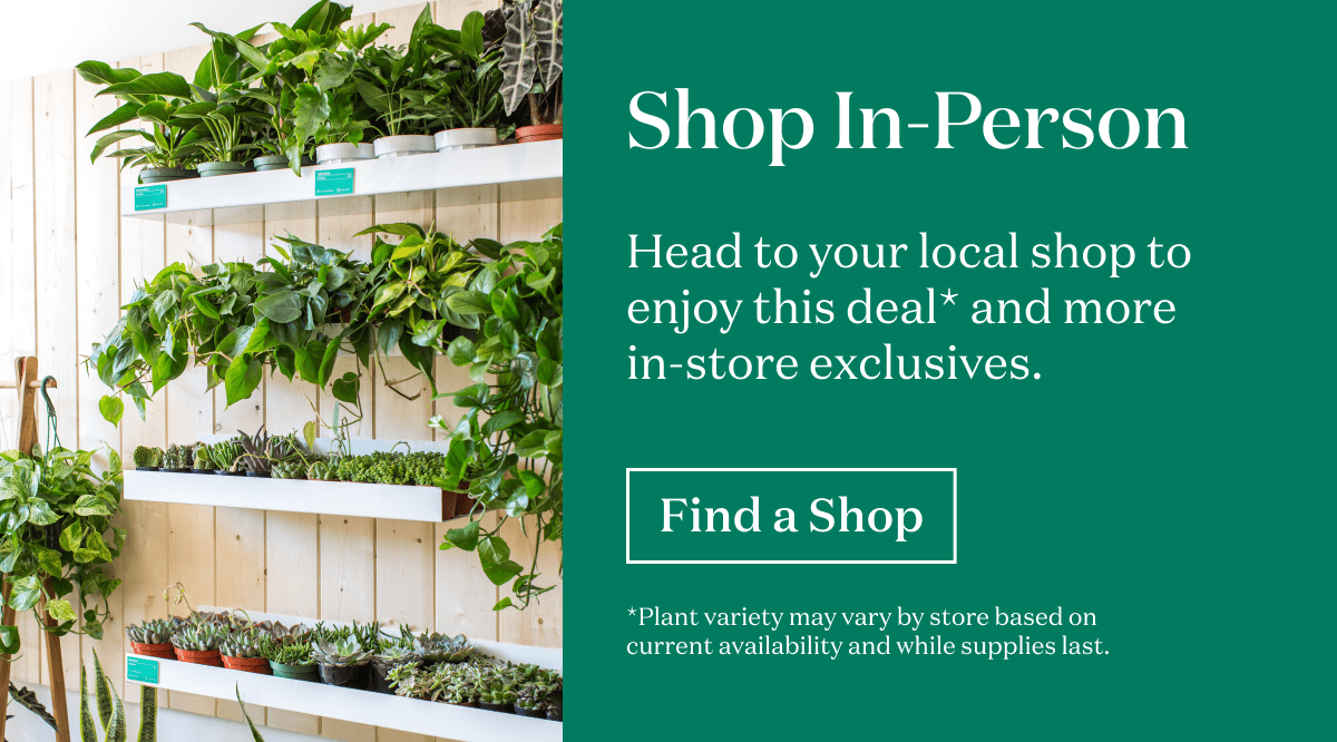 Shop In-Person. Head to your local shop to enjoy this deal* and more in-store exclusives. *Plant variety may vary by store based on current availability and while supplies last.