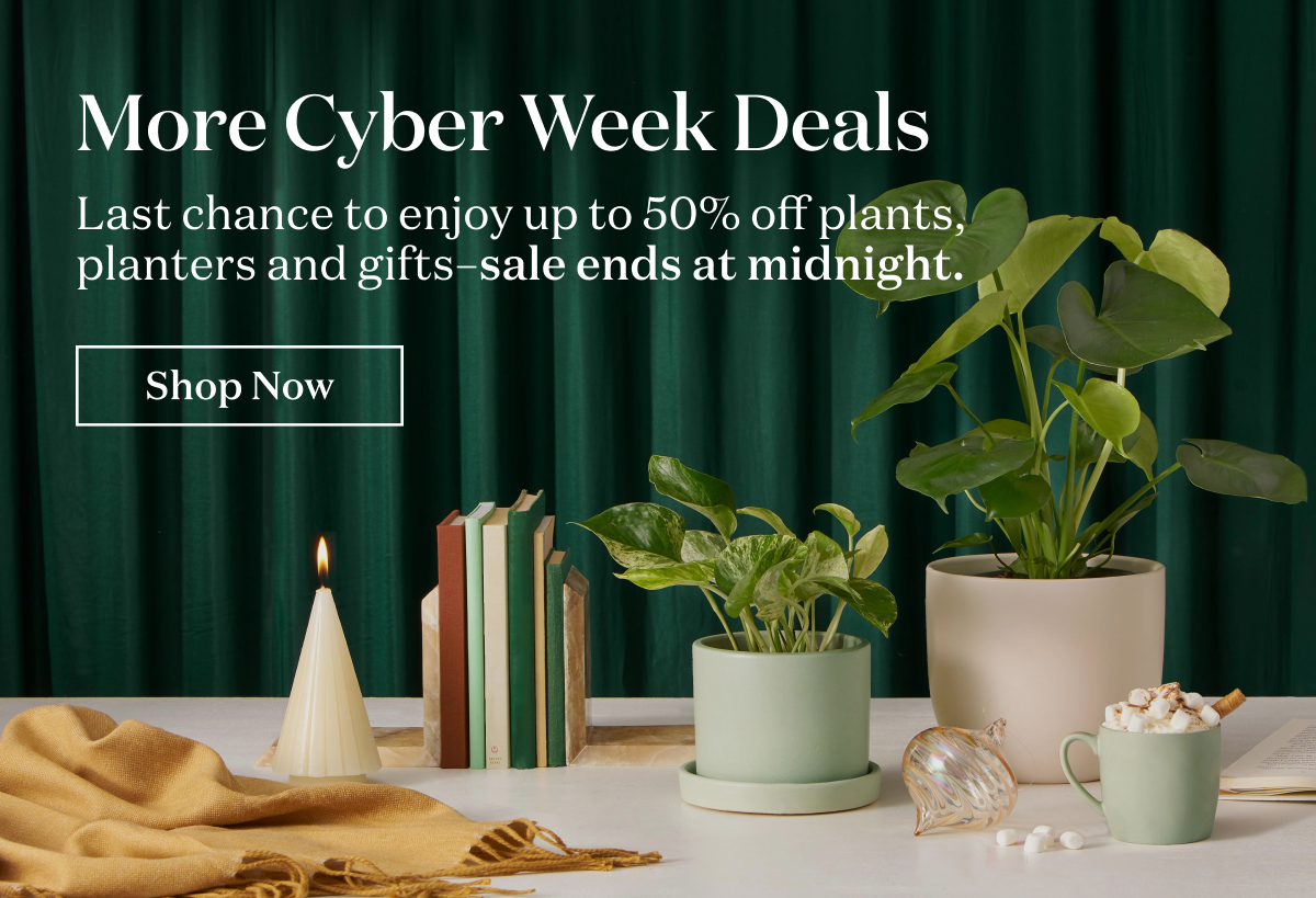 More Cyber Week Deals. Enjoy up to 50% off plants, planters and gifts-- now through November 29th.
