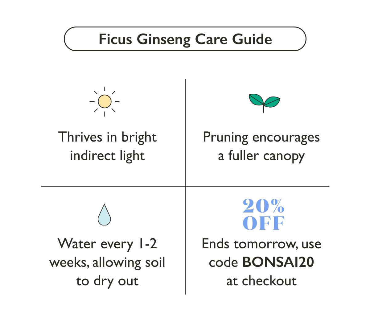Ficus Ginseng Plant Care Guide