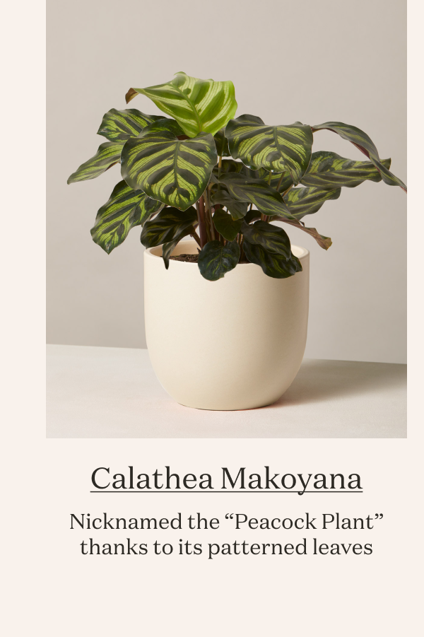 Calathea Makoyana