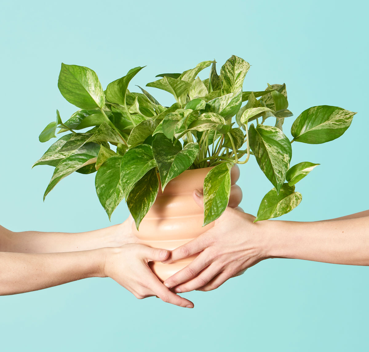 Passing a Pothos