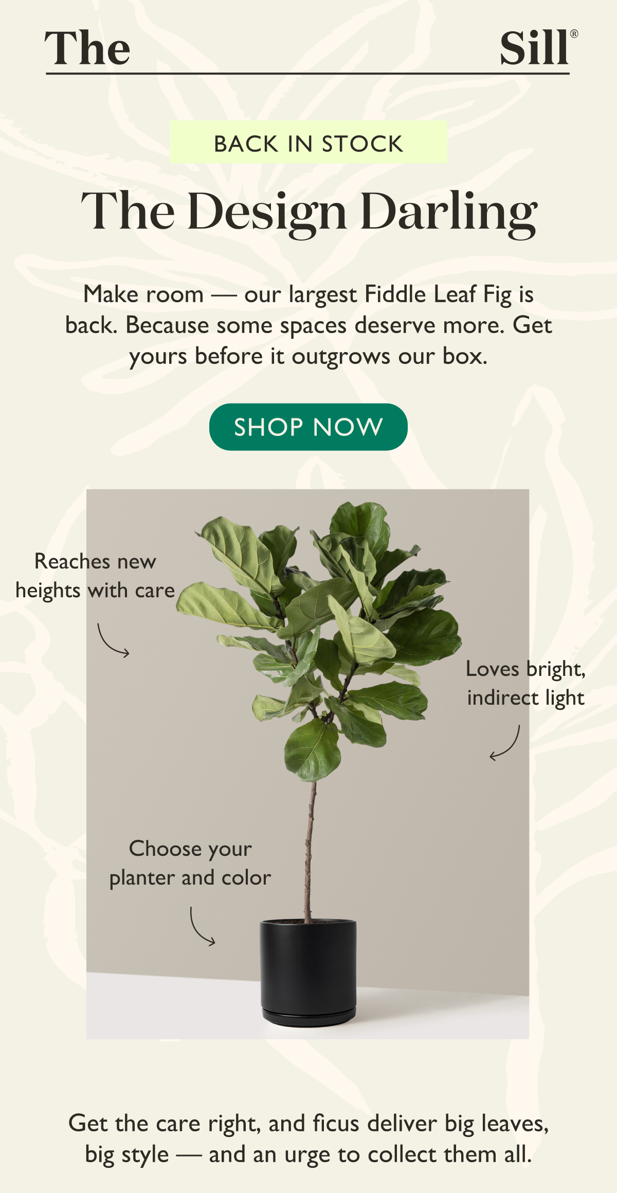Make room, our largest Fiddle Leaf Fig is back. Because some spaces deserve more. Get yours before it outgrows our box. Shop now. 