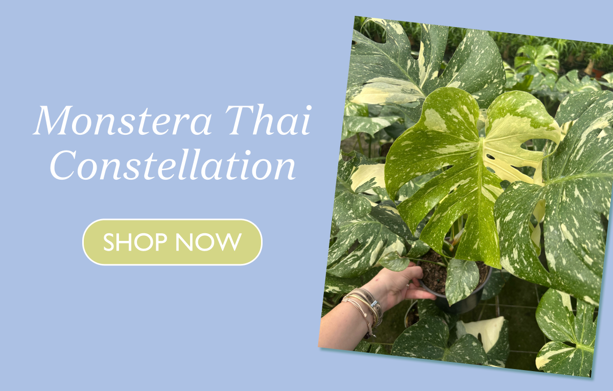 Monstera Thai Constellation