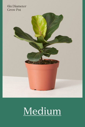 Medium Fiddle Leaf Fig