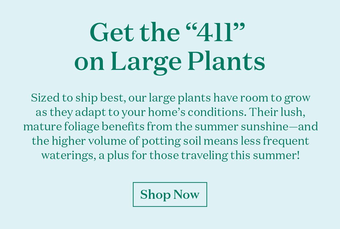 Get the "411" on Large Plants!