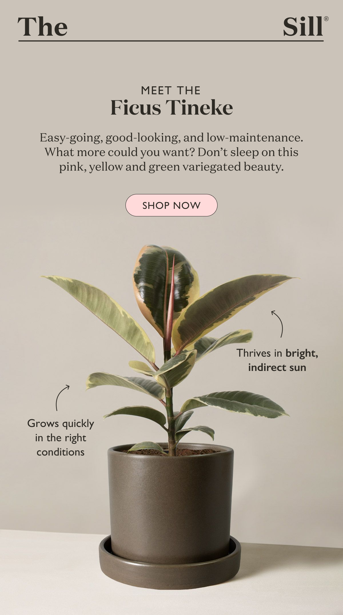 Meet your new favorite ficus tree, the Ficus Teneke
